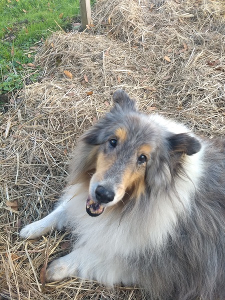 Rosie