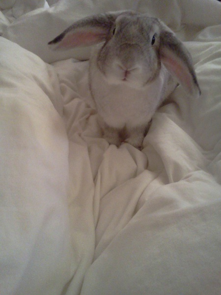 Dexter
