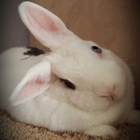 Cleo