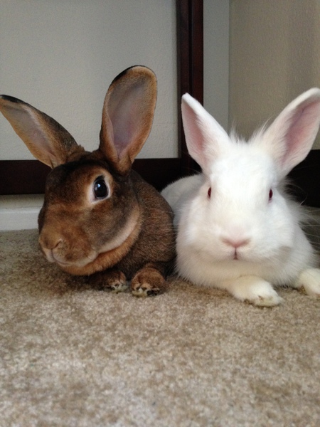 Remmy and Sammy