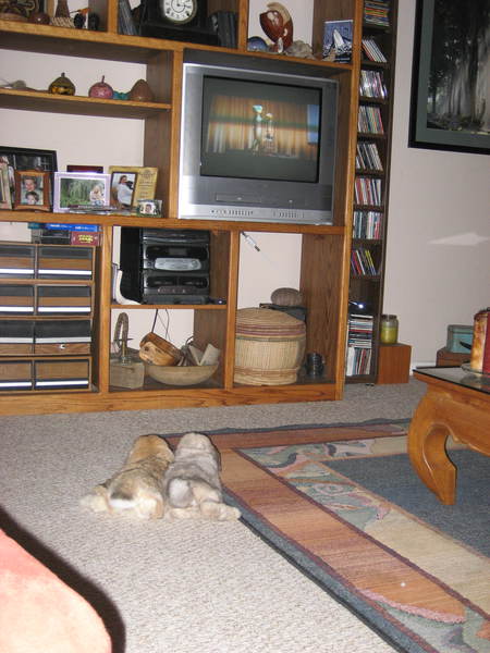 dexter and truffles