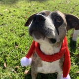 Entry image for Ginger