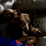 Entry image for Milo & Louis