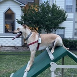 Entry image for Rugby