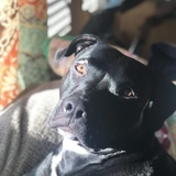 Entry image for Buddy