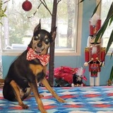 Entry image for Peanut