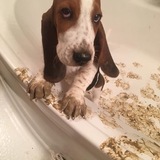 Entry image for Willow Grace