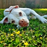 Entry image for Rosie