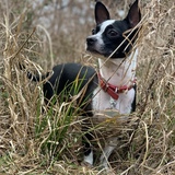 Entry image for Athena Chase