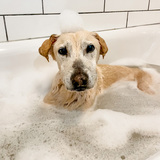 Entry image for Arlo