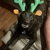 Entry image for Buck