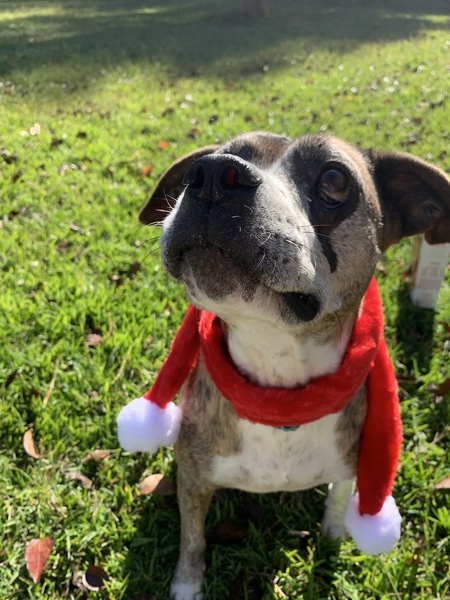 Entry image for Ginger. Clicking this image will show a larger photo