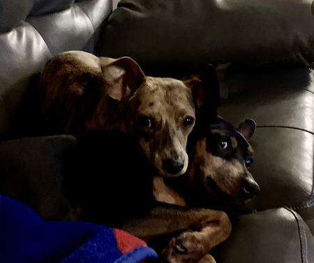 Entry image for Milo & Louis. Clicking this image will show a larger photo