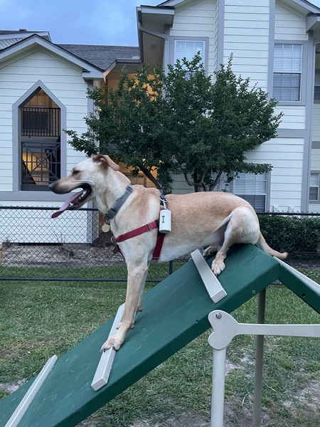 Entry image for Rugby. Clicking this image will show a larger photo