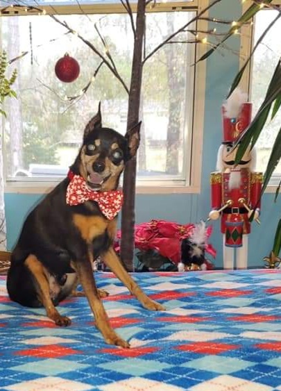 Entry image for Peanut. Clicking this image will show a larger photo