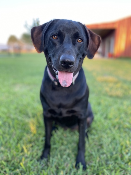 Entry image for Reece. Clicking this image will show a larger photo