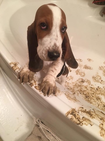 Entry image for Willow Grace. Clicking this image will show a larger photo