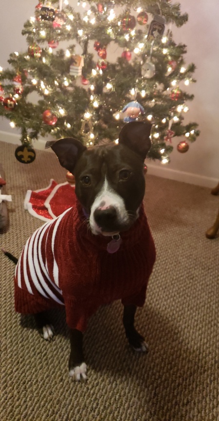 Entry image for Delilah Rose . Clicking this image will show a larger photo