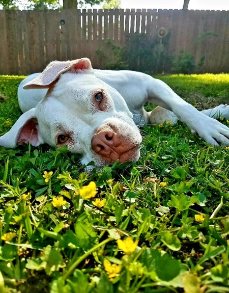 Entry image for Rosie. Clicking this image will show a larger photo