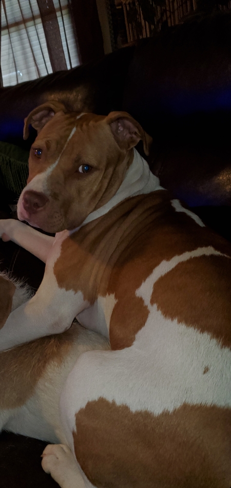 Entry image for Layla. Clicking this image will show a larger photo