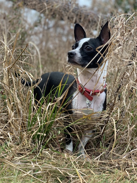 Entry image for Athena Chase. Clicking this image will show a larger photo