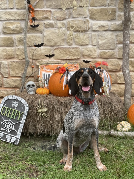 Entry image for Sherman. Clicking this image will show a larger photo