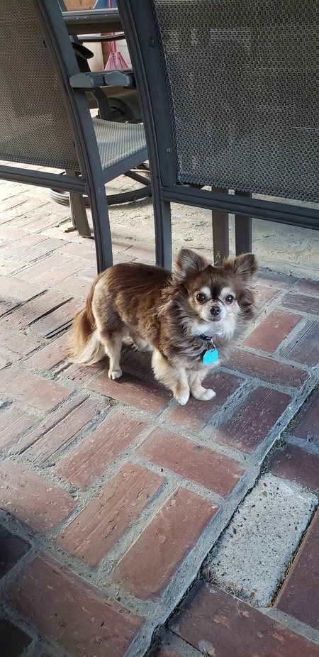 Entry image for Mia. Clicking this image will show a larger photo