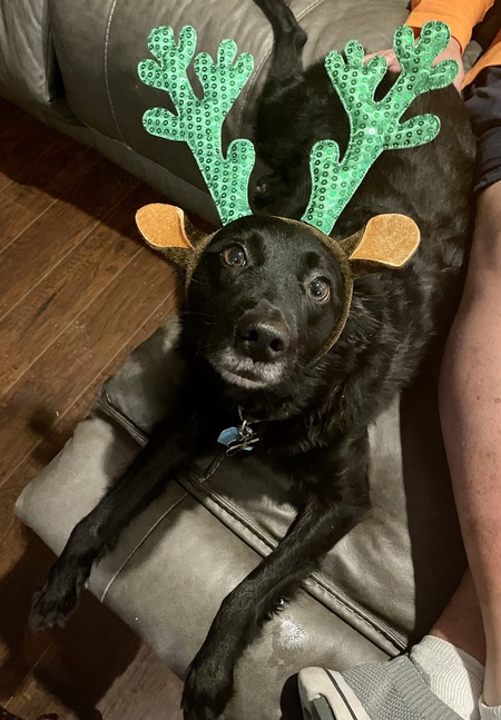 Entry image for Buck. Clicking this image will show a larger photo