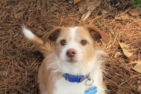 Entry image for Dodger. Clicking this image will show a larger photo