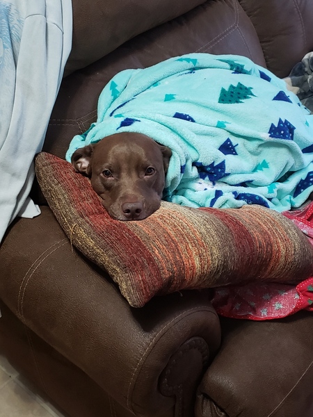 Entry image for Cookie. Clicking this image will show a larger photo