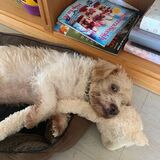 Entry image for Buddy