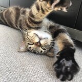 Entry image for Pickle