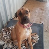 Entry image for Savii