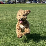 Entry image for Toby