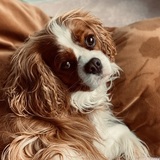 Entry image for Tiggy