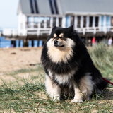 Entry image for Gypsy