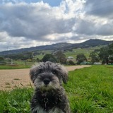 Entry image for Scout 