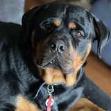 Entry image for Hondo