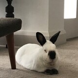 Entry image for Tilly