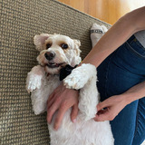 Entry image for Laika