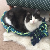 Entry image for Bellatrix Lestrange