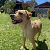 Entry image for Alfie