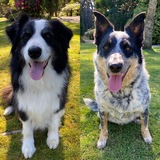 Entry image for Oscar & Diesel