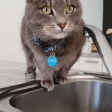 Entry image for Skipper