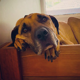 Entry image for Boomer