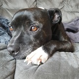 Entry image for Smiddy