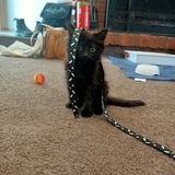 Entry image for Calypso