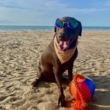 Entry image for Tiyari