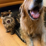 Entry image for Garrus and Handsome Jack