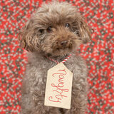 Entry image for Mr Chester